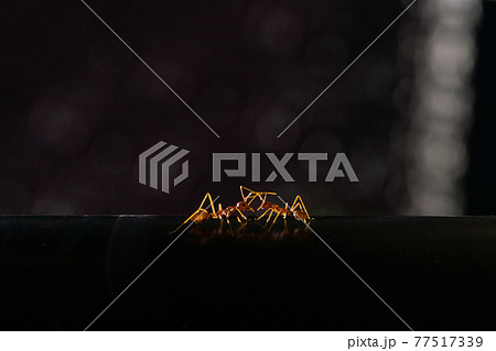 【昆虫】朝日に照らされるツムギアリ 77517339