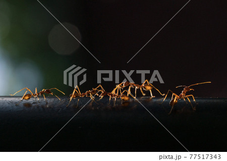 【昆虫】朝日に照らされるツムギアリ 77517343