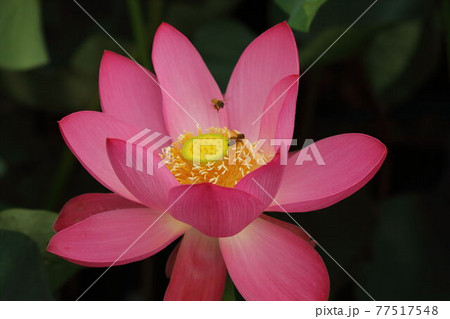 伊豆沼の蓮花 伊豆沼の蓮花 77517548
