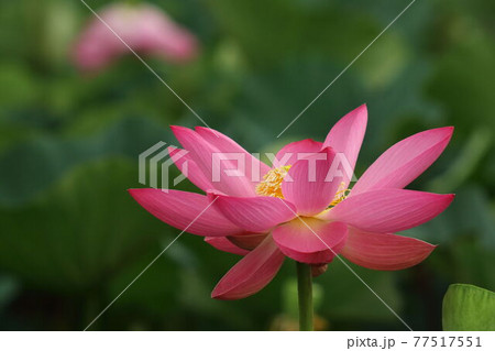 伊豆沼の蓮花 77517551