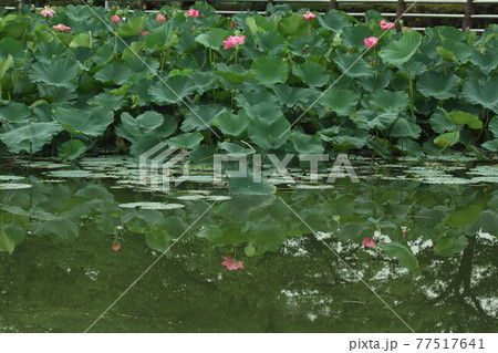 伊豆沼の蓮花 伊豆沼の蓮花 77517641