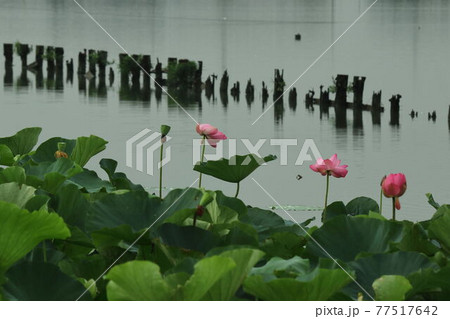 伊豆沼の蓮花 伊豆沼の蓮花 77517642