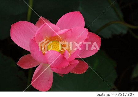 伊豆沼の蓮花 伊豆沼の蓮花 77517807