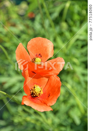 植物：ナガミヒナゲシ　ケシ科 77518060