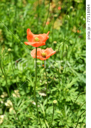 植物:ナガミヒナゲシ ケシ科 植物:ナガミヒナゲシ ケシ科 77518064