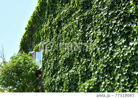 さいたま市内散歩:蔦の絡まる家 さいたま市内散歩:蔦の絡まる家 77518065