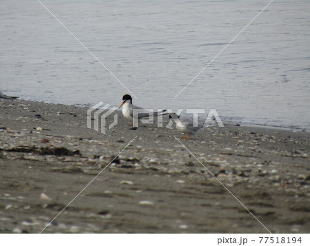 検見川浜海岸で一休みのコアジサシ 77518194