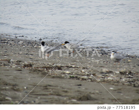 検見川浜海岸で一休みのコアジサシ 77518195