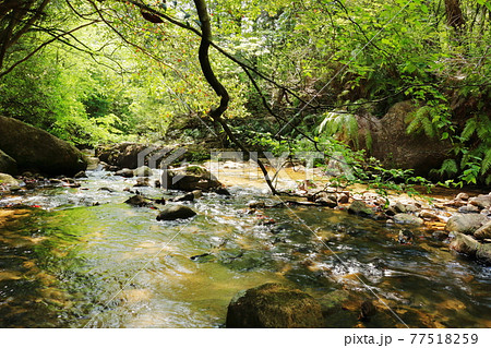 新緑に包まれた山中の川の流れの写真素材