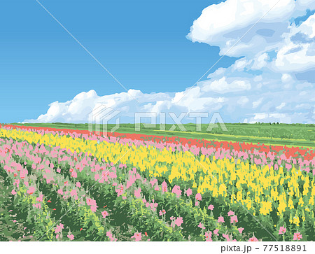 北海道の花畑と青空のイラスト素材