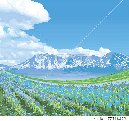 北海道の花畑と青空のイラスト素材 [77518896] - PIXTA