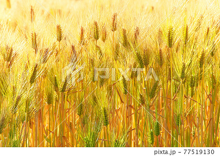 金の麦畑 77519130