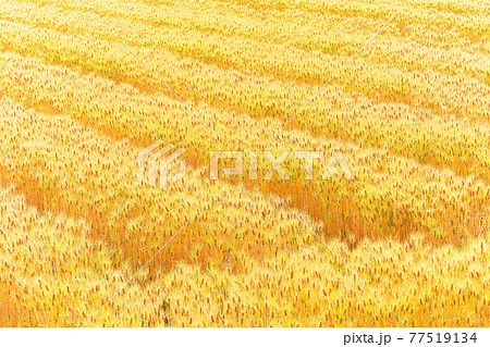 金の麦畑 77519134