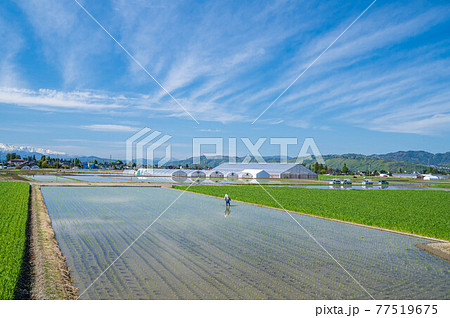 春の信州 田植えの頃 春の信州 田植えの頃 77519675
