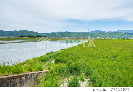 春の安曇野 田園風景 春の安曇野 田園風景 77519676