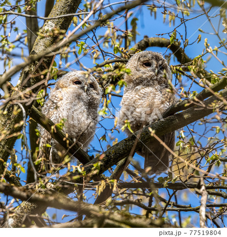 Juvenile tawny owls, Strix aluco perched on a twig 77519804