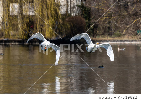 Mute swan, Cygnus olor flying over a lake in the English Garden in Munich, Germany Mute swan, Cygnus olor flying over a lake in the English Garden in Munich, Germany 77519822