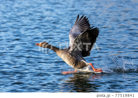 The greylag goose, Anser anser is a species of large goose The greylag goose, Anser anser is a species of large goose 77519841