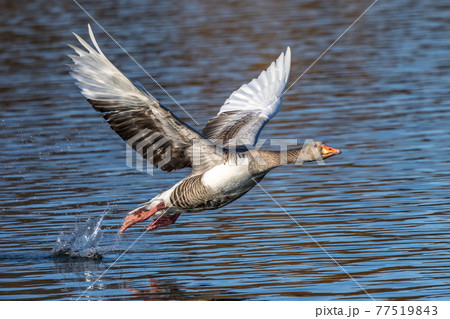 The flying greylag goose, Anser anser is a species of large goose The flying greylag goose, Anser anser is a species of large goose 77519843