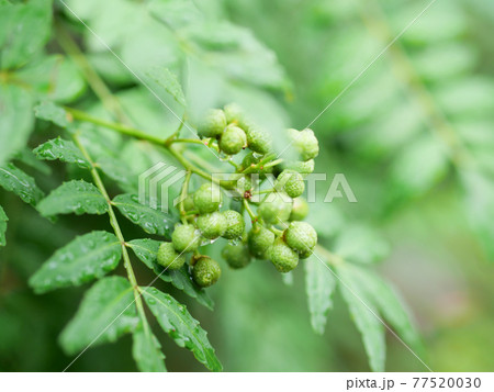 山椒の実 木の芽 山椒の実 木の芽 77520030