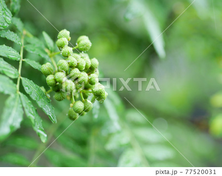 山椒の実　木の芽 77520031