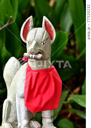 稲荷神社のお狐さん 77520232