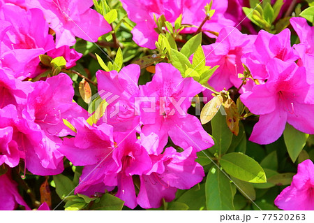 ヒラドツツジの花 ヒラドツツジの花 77520263