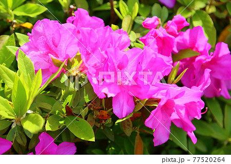 ヒラドツツジの花 77520264