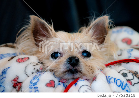 埋もれるわんこ 77520319