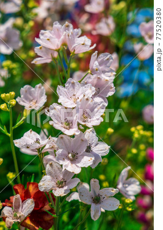 花畑 花畑 77520380