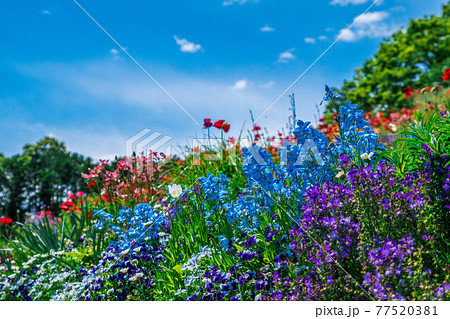 花畑 77520381