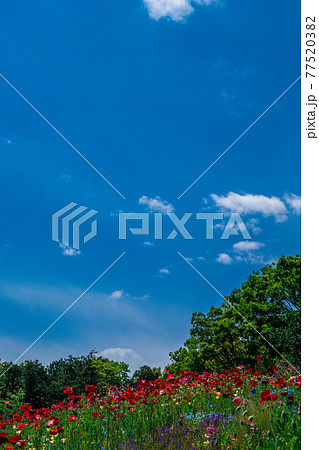 花畑 花畑 77520382