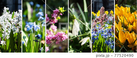Photo collage of primroses. Different beautiful spring flowers on a sunny day. 77520490