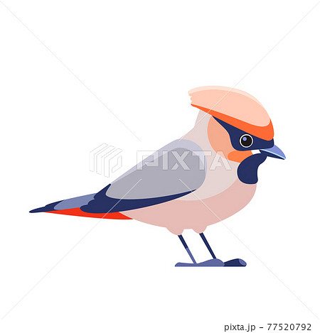 Bohemian waxwing Bombycilla garrulus is a bird of the Bombycillidae family. Waxwing bird Cartoon flat character of ornithology, vector illustration isolated on white background 77520792