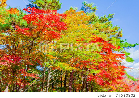 山中湖畔の紅葉 山梨県南都留郡山中湖村にて 山中湖畔の紅葉 山梨県南都留郡山中湖村にて 77520802