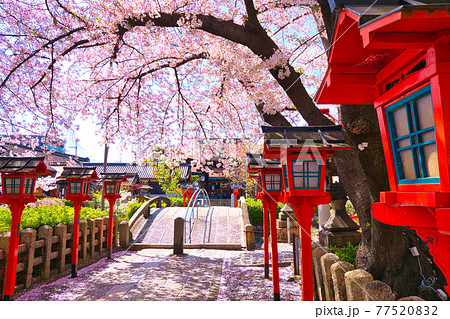 京都、六孫王神社の満開の桜 77520832