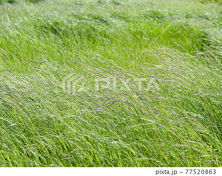 風に揺れる牧草 77520863