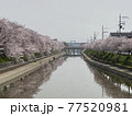 京都　前川堤 77520981