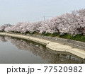 京都　前川堤 77520982