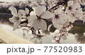 京都　前川堤　桜 77520983