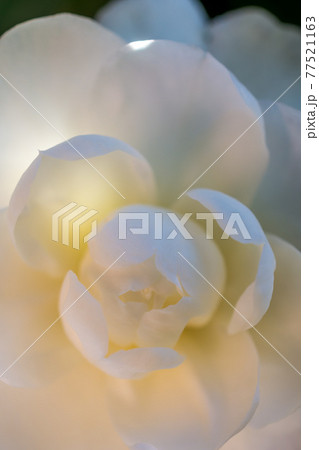 サザンカの白い花 77521163