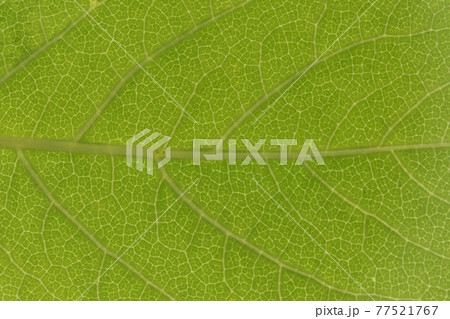 樹木・ケヤマウコギ（毛山五加木）の葉と葉脈 77521767