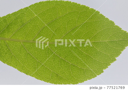 樹木・ケヤマウコギ（毛山五加木）の葉と葉脈 77521769