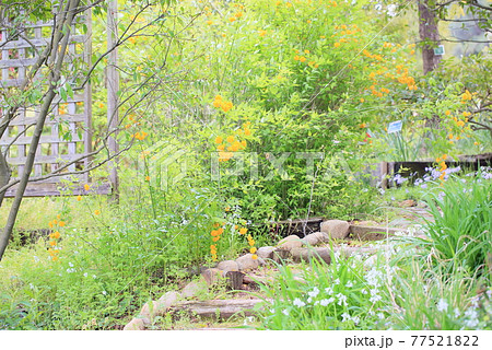 ヤマブキの花 ヤマブキの花 77521822