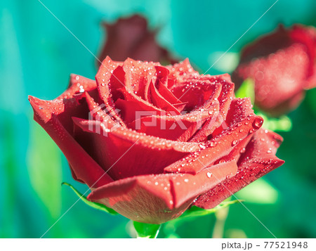 Red rose with water drops on a blurred background. 77521948