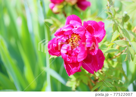 ボタンの花　島大臣 77522007