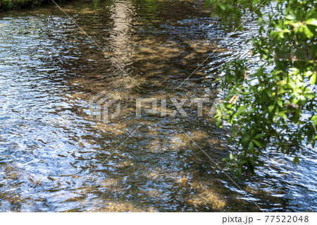 上賀茂神社ならの小川 77522048