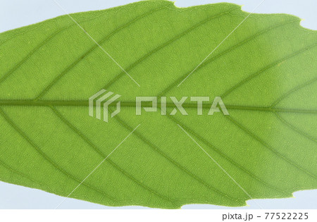 樹木・ウラジロガシ(裏白樫)の葉と葉脈 樹木・ウラジロガシ(裏白樫)の葉と葉脈 77522225