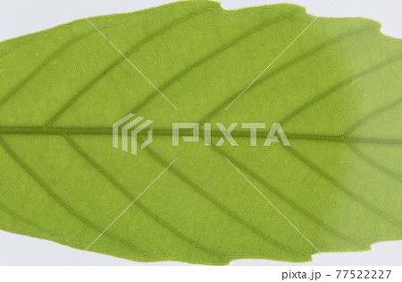 樹木・ウラジロガシ(裏白樫)の葉と葉脈 樹木・ウラジロガシ(裏白樫)の葉と葉脈 77522227