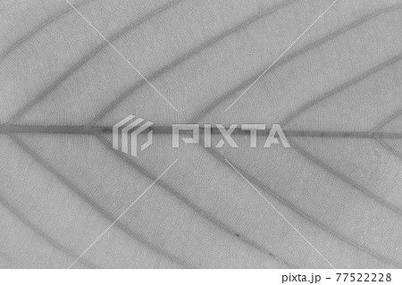 樹木・ウラジロガシ(裏白樫)の葉と葉脈 樹木・ウラジロガシ(裏白樫)の葉と葉脈 77522228